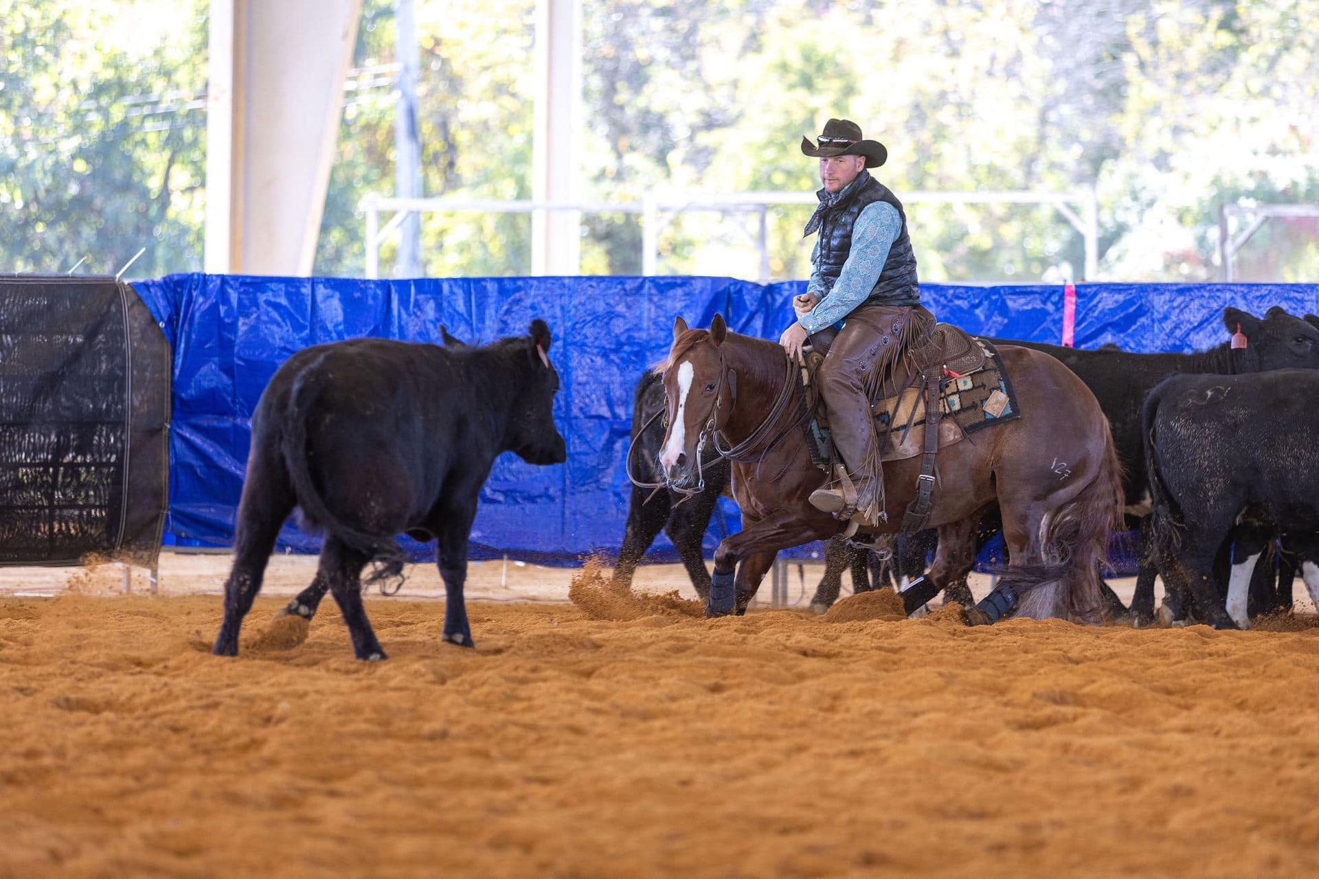Diamond C Farm shesa rebel angel circuit champ