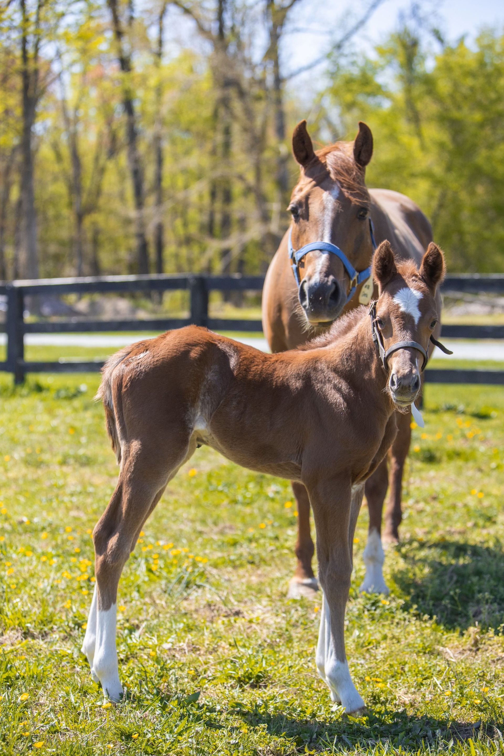 Diamond C Farm Dark N Stormy 127