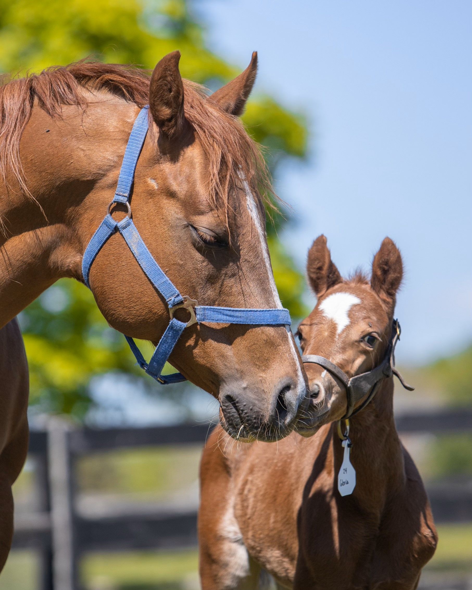 Diamond C Farm Dark N Stormy 127