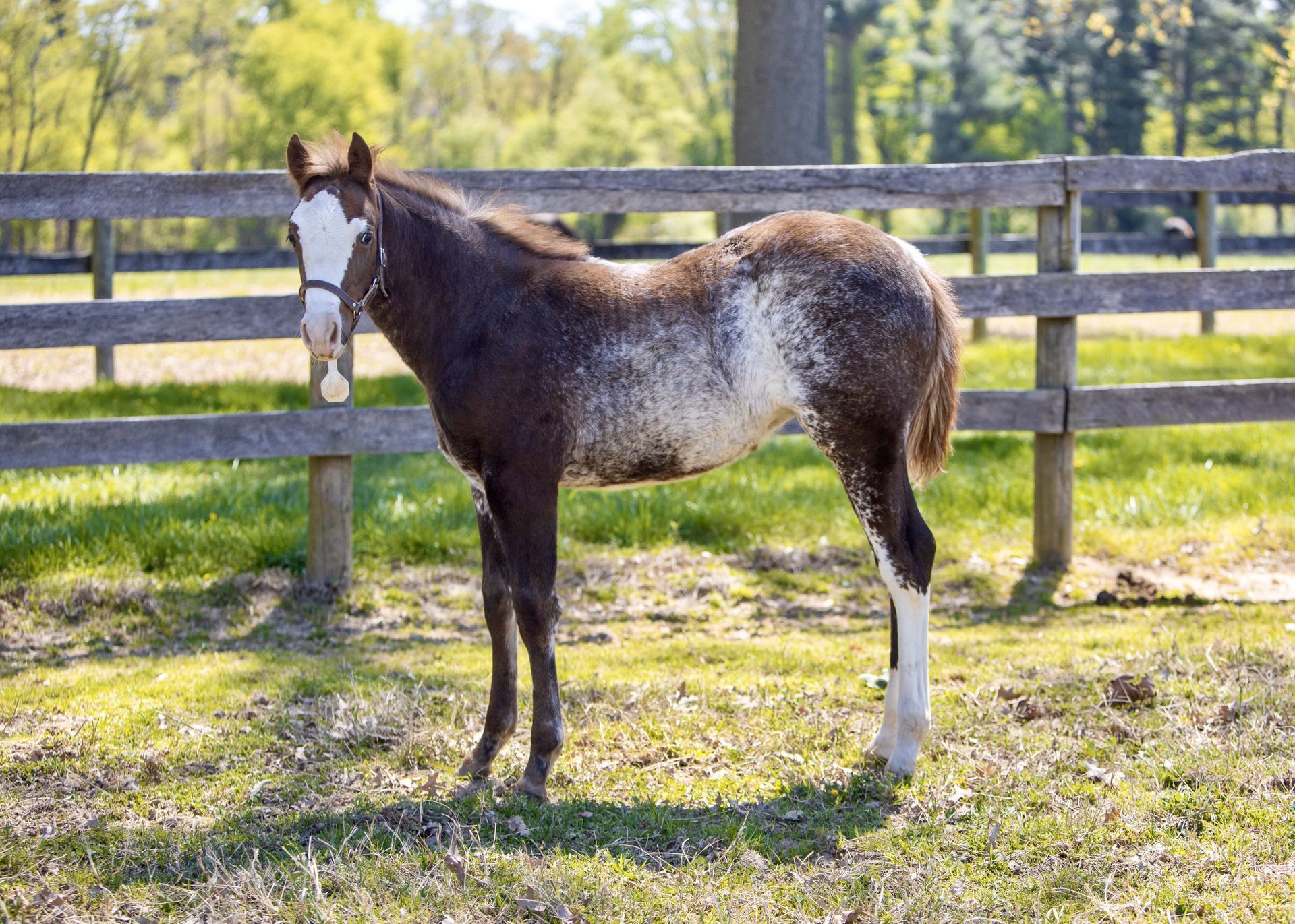 Diamond C Farm Skye Dancer 127