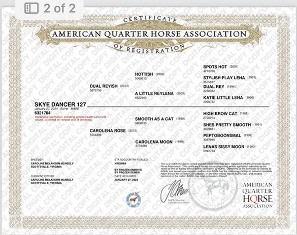 Diamond C Farm Skye Dancer 127