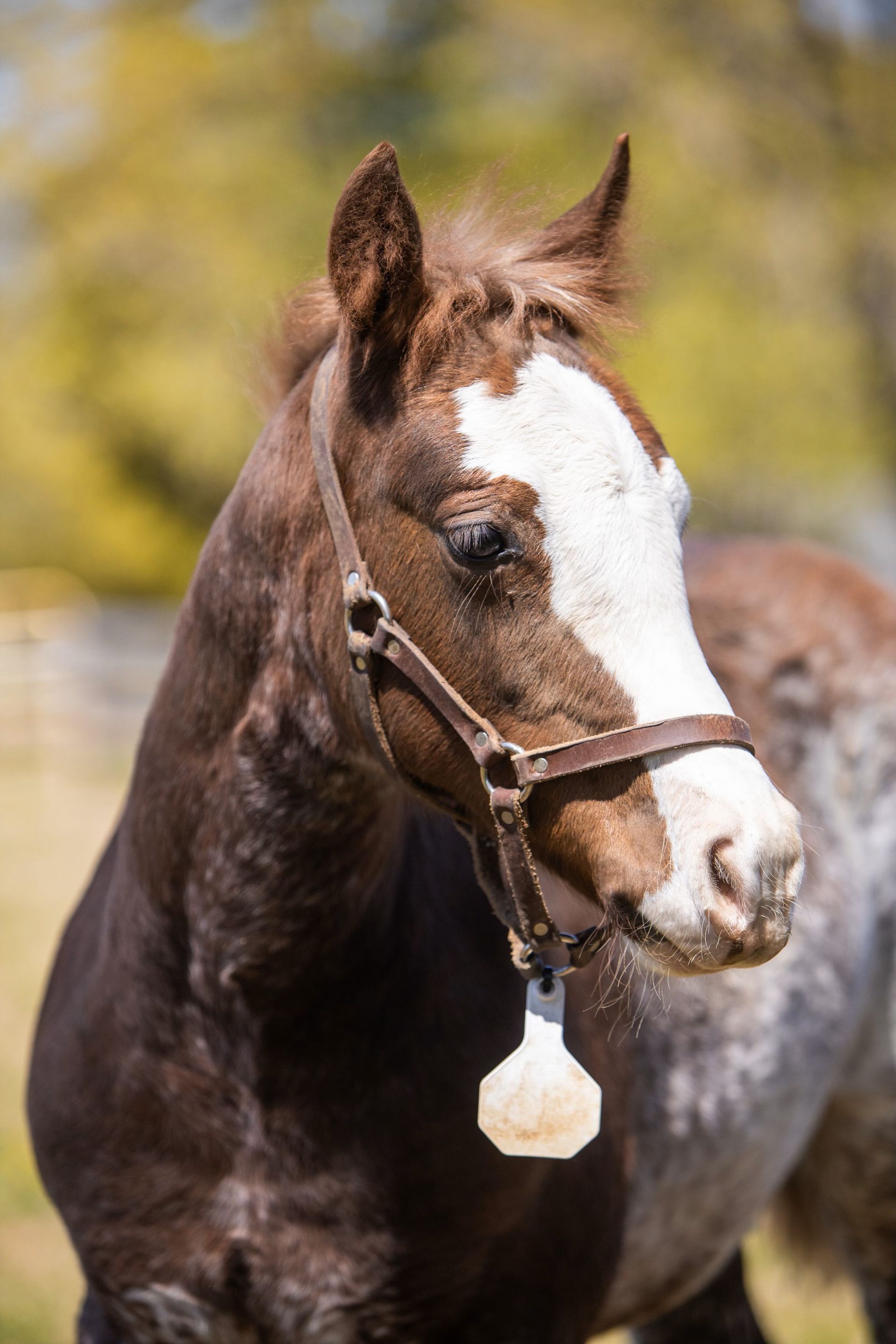 Diamond C Farm Skye Dancer 127