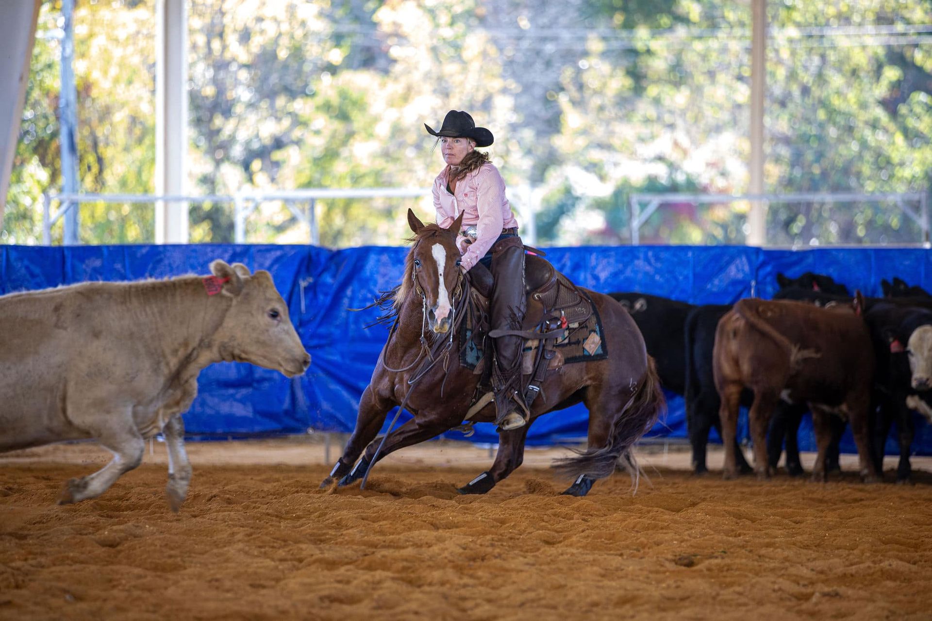 diamond c farm 50k amateur champ