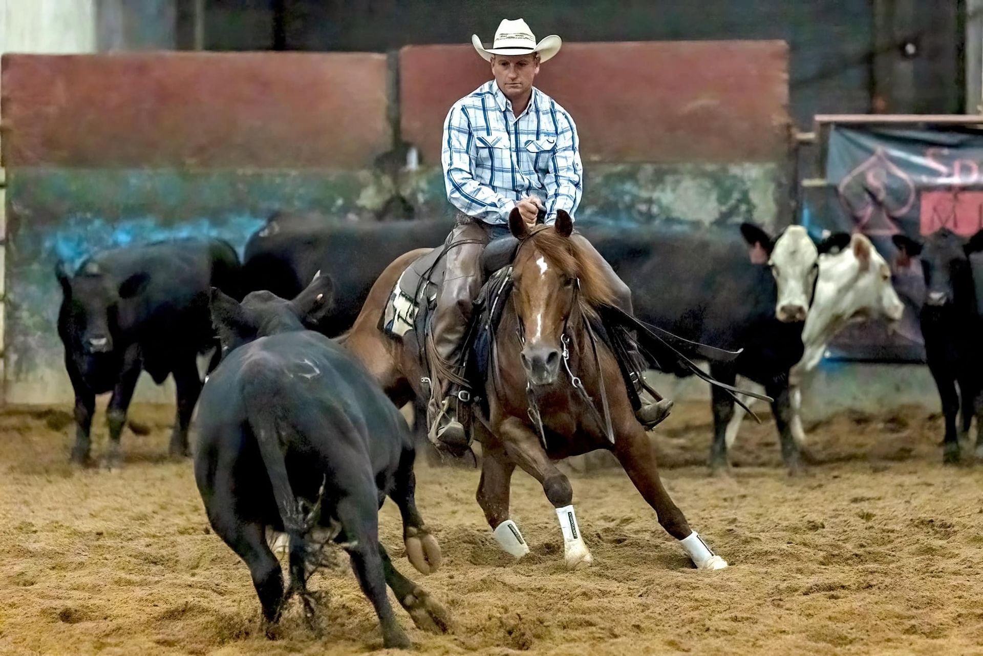 Diamond C Farm Pretty Sugar Rey