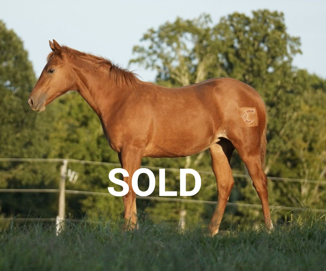 Diamond C Farm Hot Mink