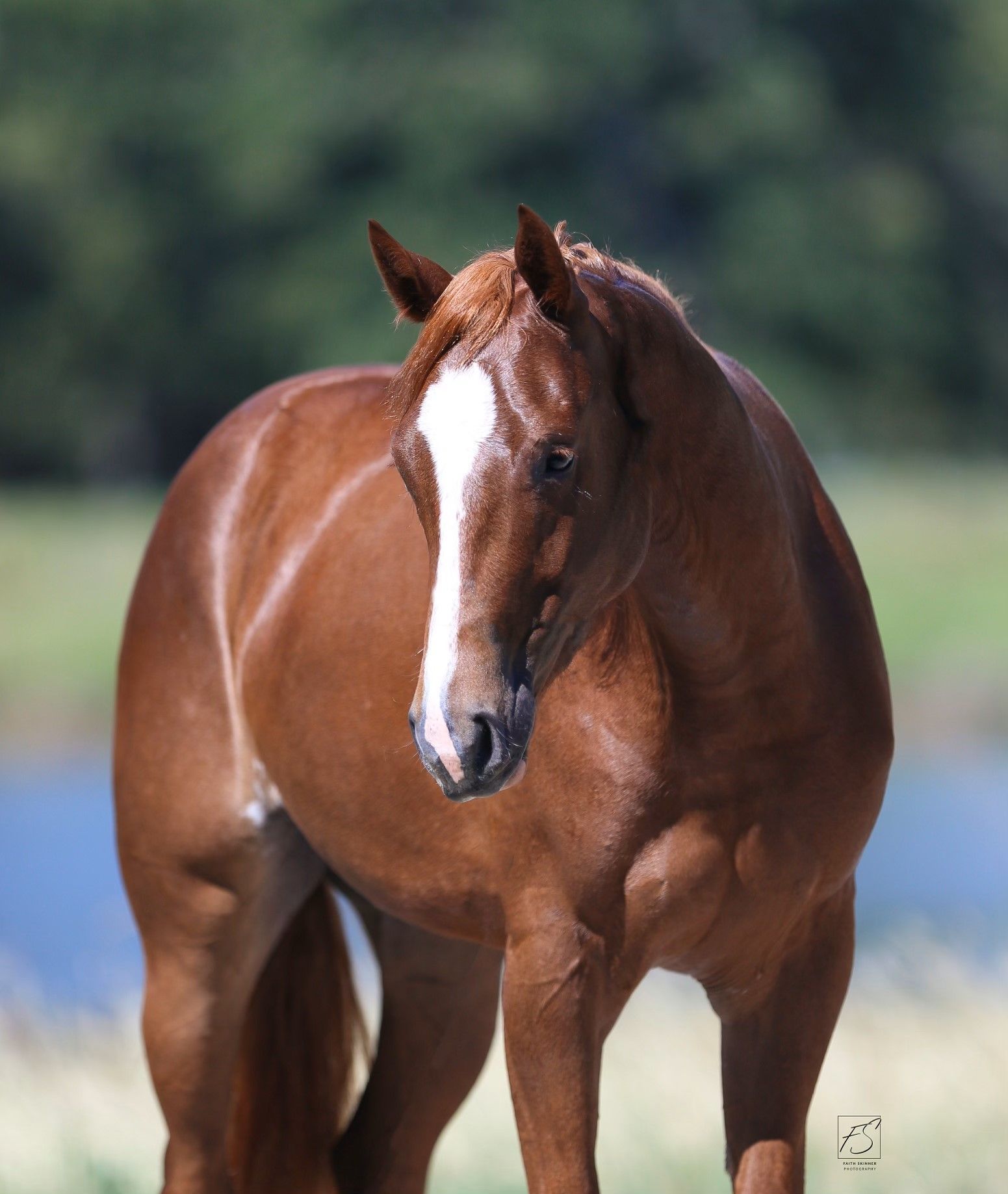 Diamond C Farm Mighty Smooth Checks