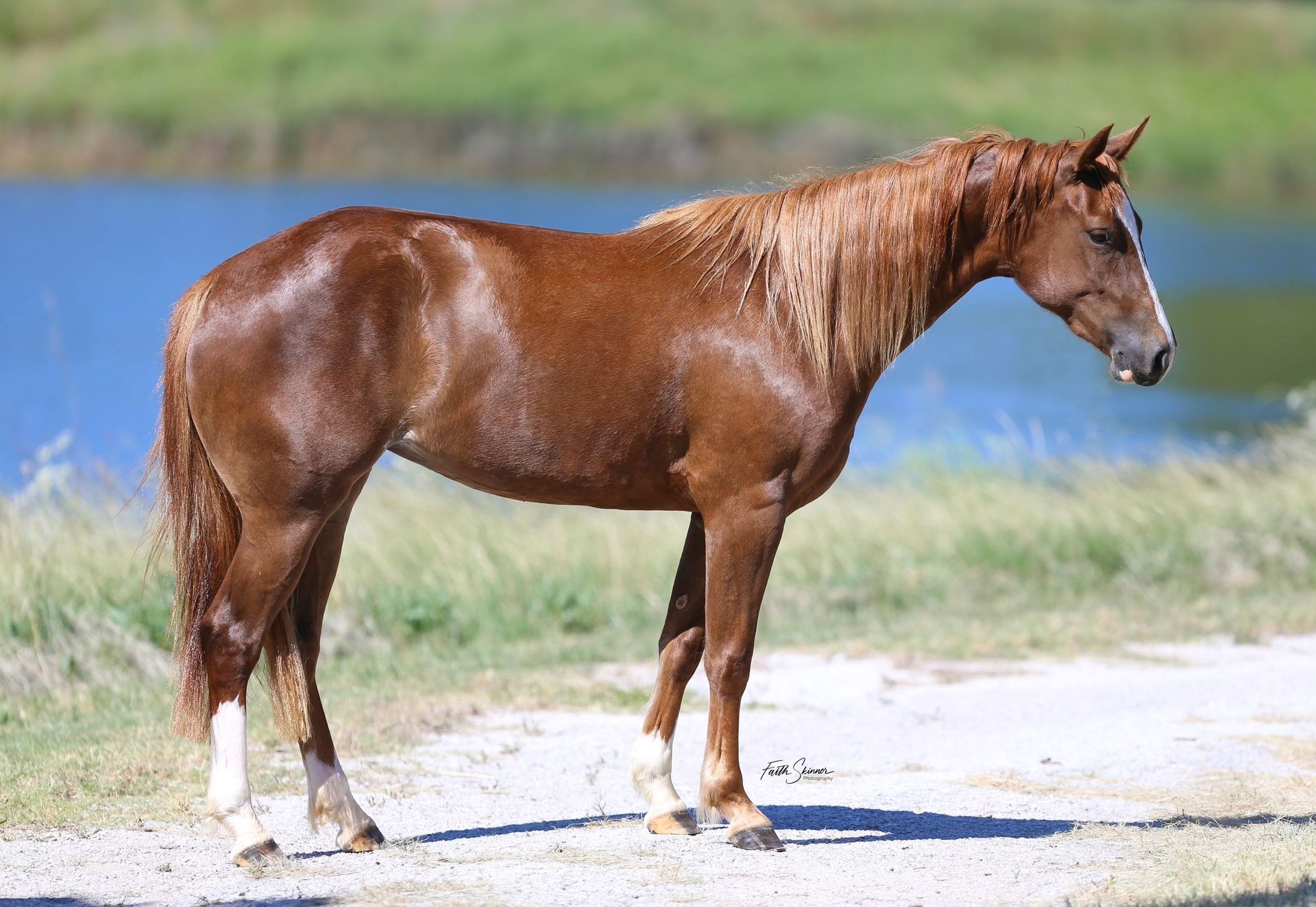 Diamond C Farm Mighty Smooth Checks