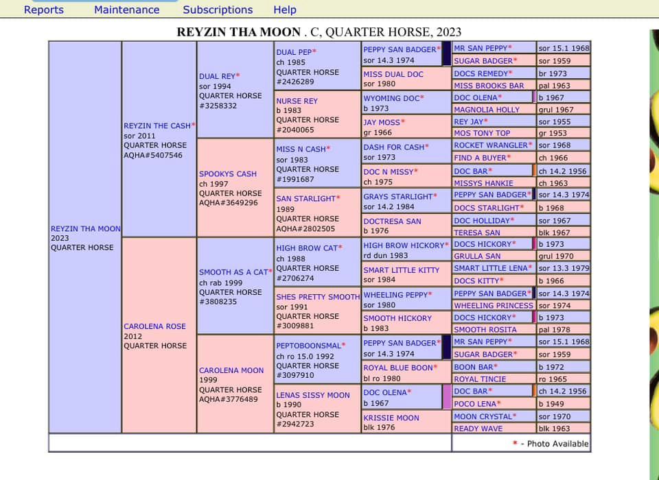 Diamond C Farm Reyzin Tha Moon
