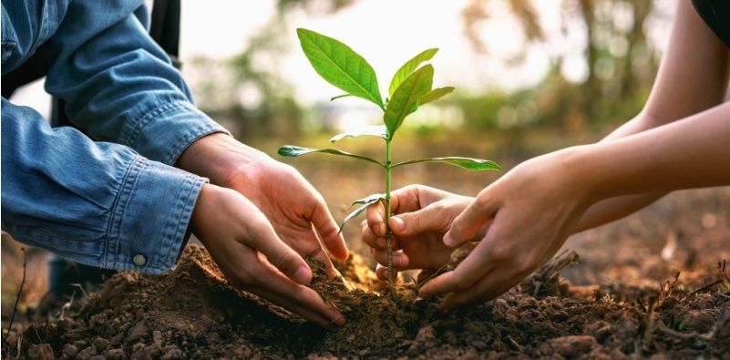 Two people planting a tree together