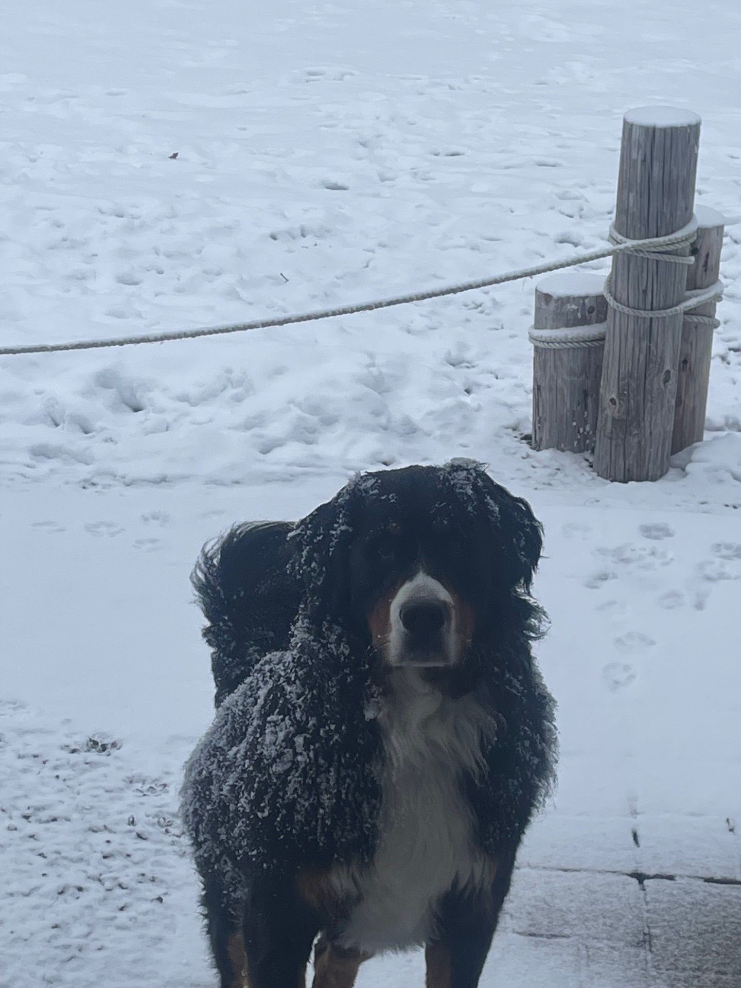 A bernese mountain dog puppy is laying on the floor.