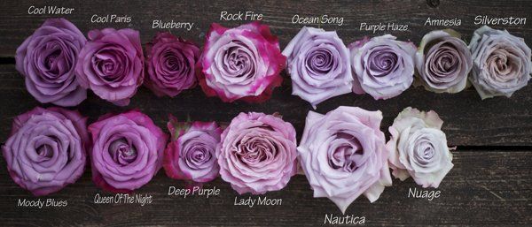 Purple Roses are one of the rarest of roses which are available at Multiflora
