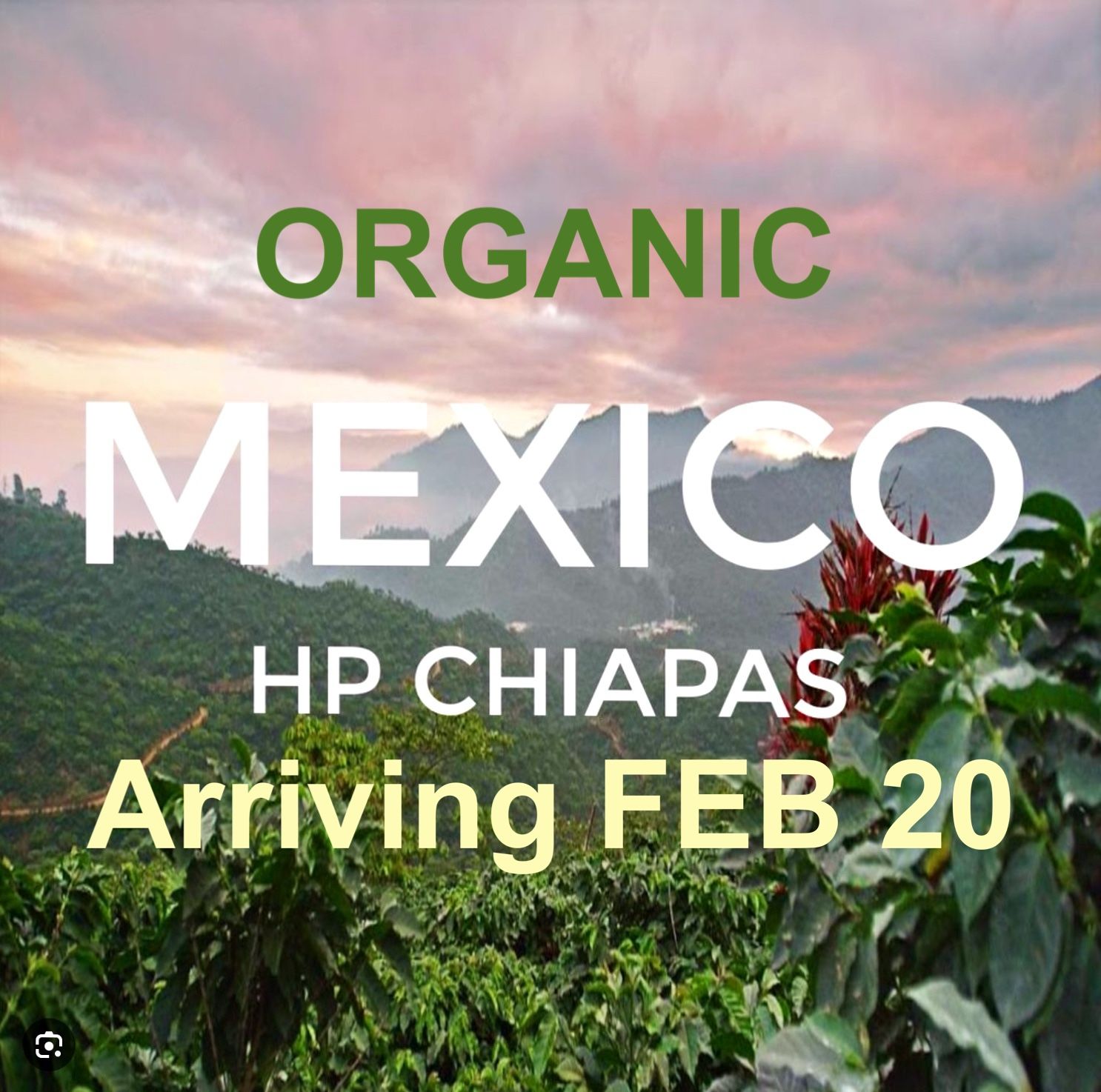 MEXICO CHIAPAS HIGHLANDS WASHED SHG 2025