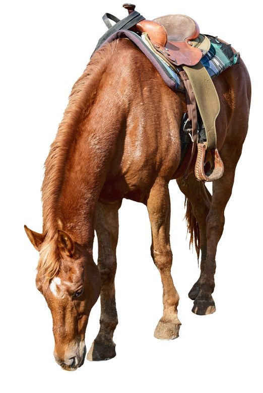 A brown horse with a saddle on its back is grazing