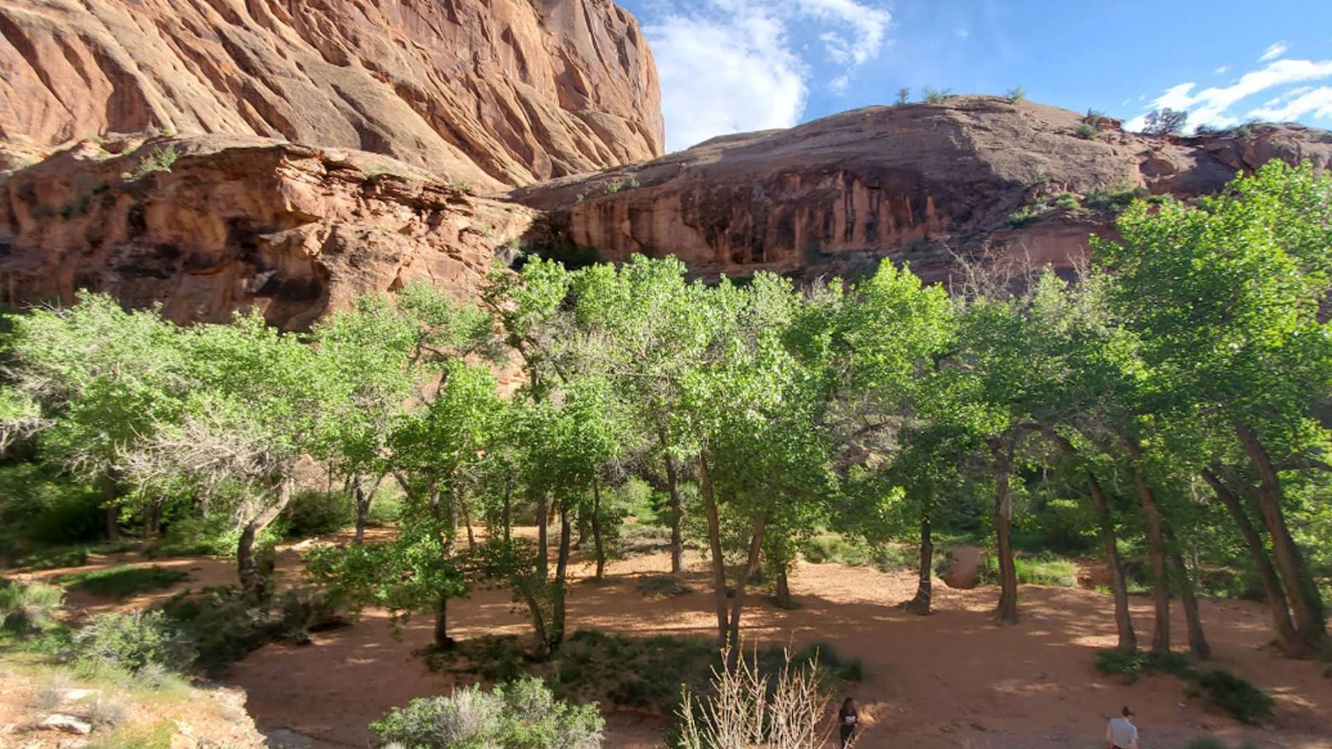 Green trees at the base of a red rock canyon. Sunny day, dirt ground.