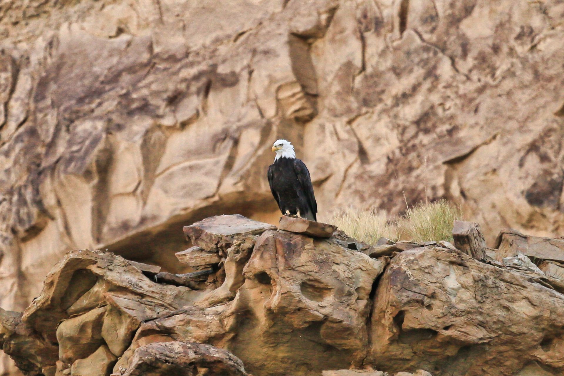 Bald eagle perched on rocky outcropping, brown cliff background.
