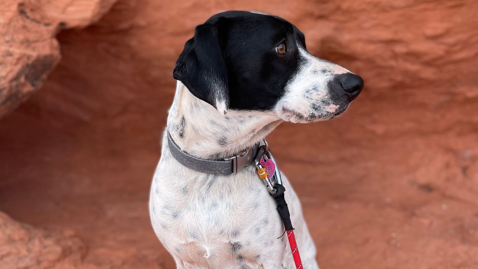 A black and white dog named Otis enjoying the red rock scenery in Moab, Utah.