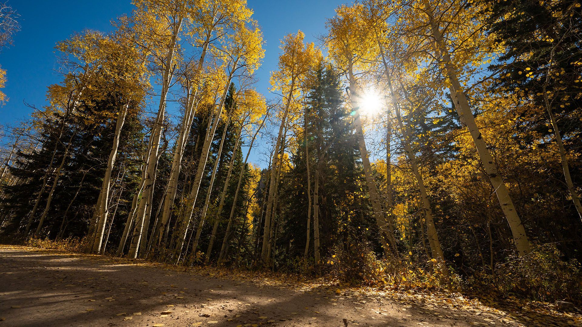 Sun shining through golden autumn trees in a forest.