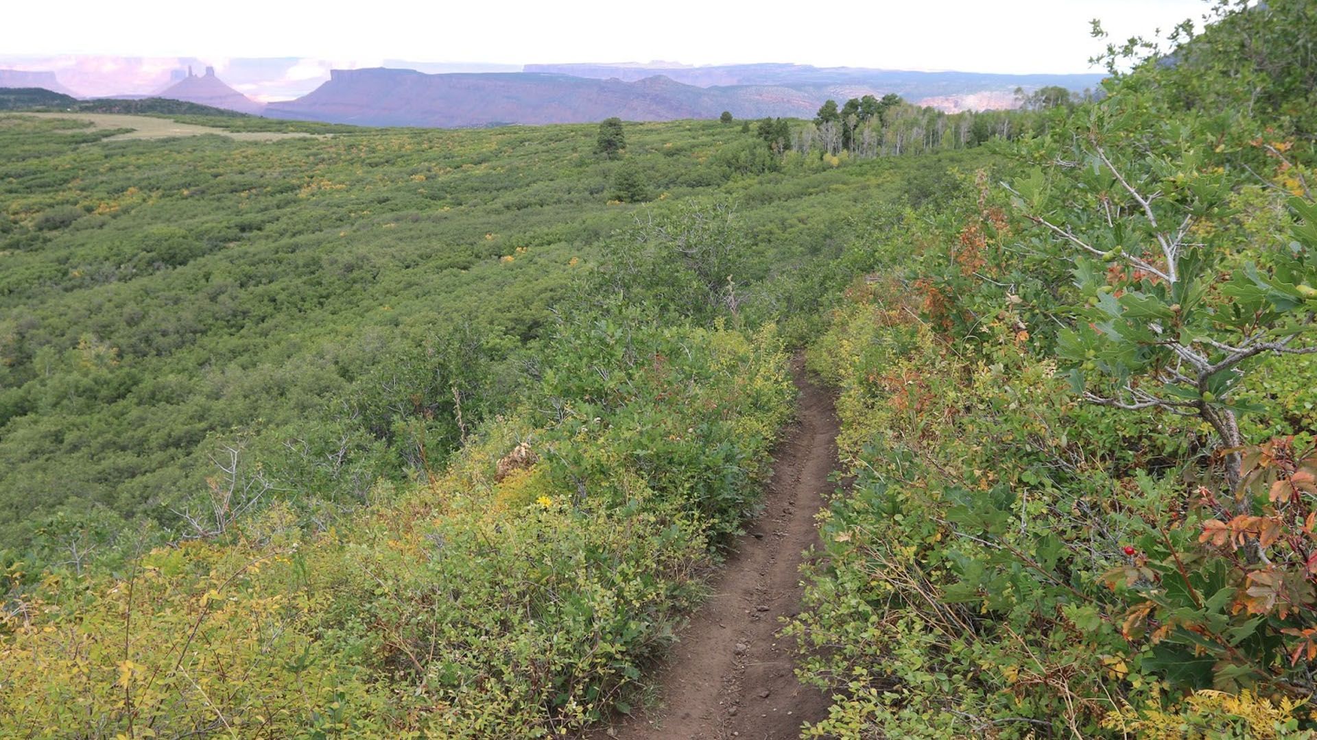 A narrow dirt path winds through dense green and reddish foliage on a hillside with red rock canyons below.