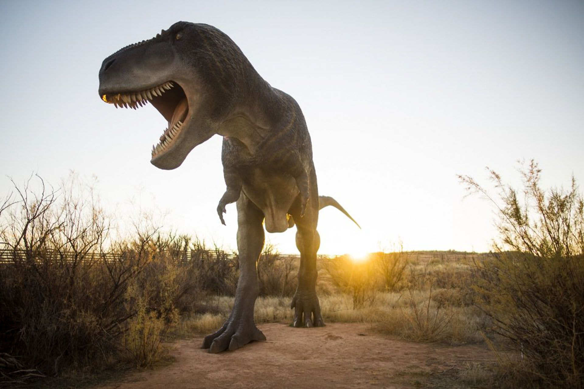 Life-size T-Rex appears to be walking the trails with the sun setting behind it.