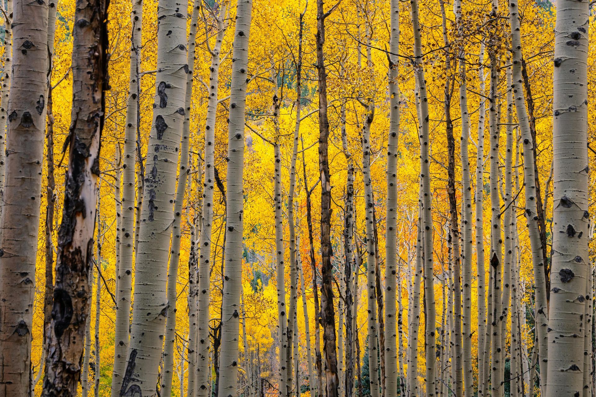Yellow aspen trees in a forest, autumn colors.