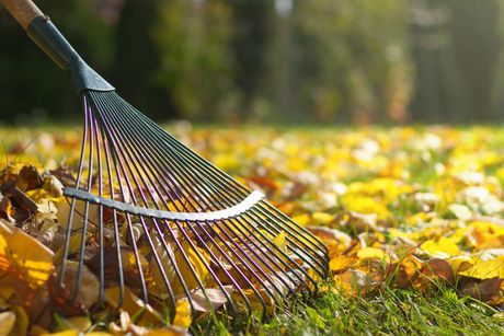 a rake is sitting on top of a pile of leaves on the grass