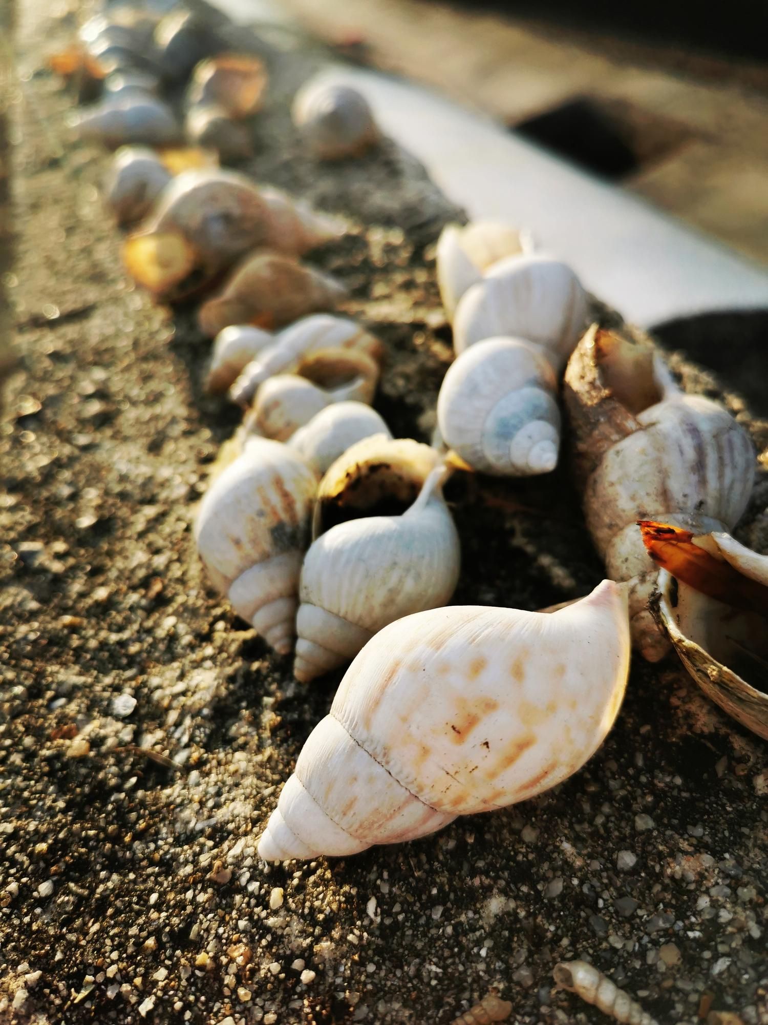 a bunch of sea shells are laying on the ground