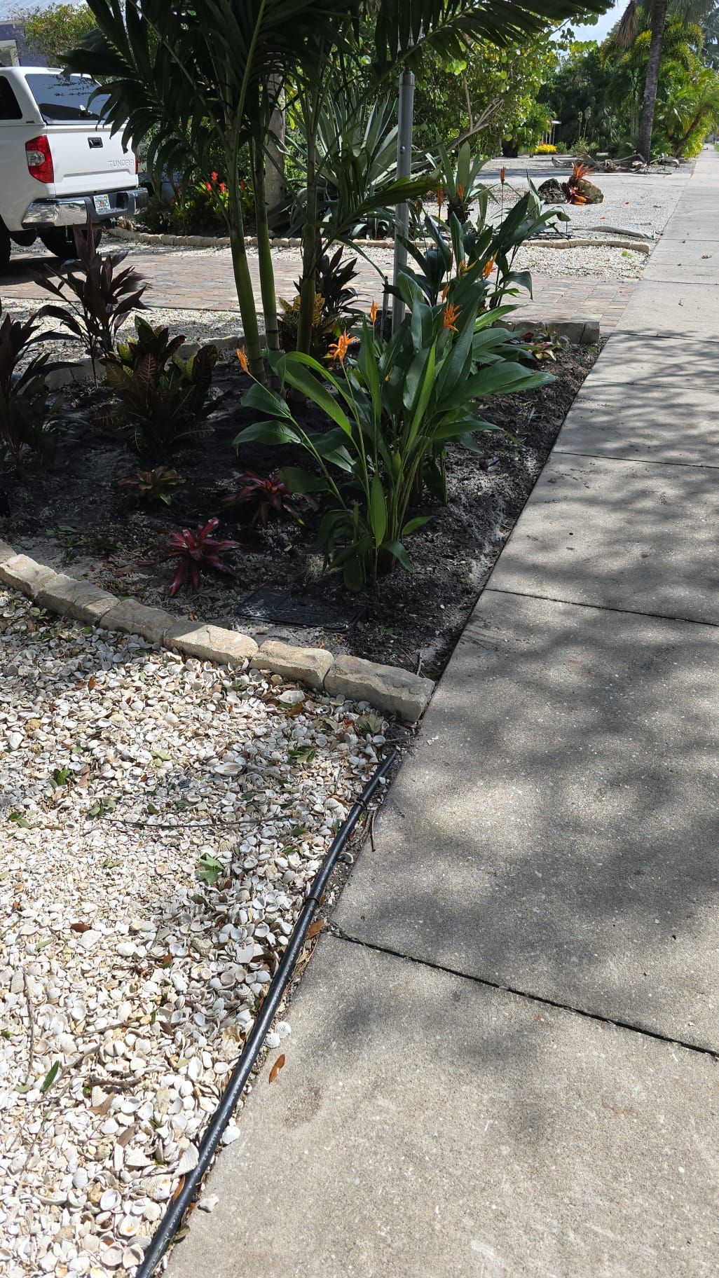 a bunch of sea shells are laying on the ground