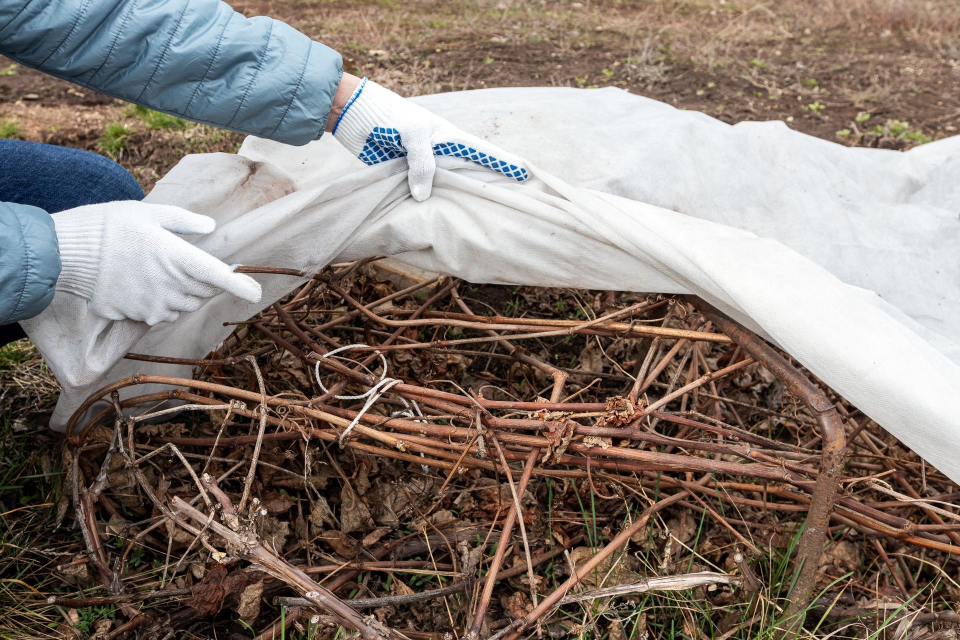 Person in gloves covering a pile of twigs and leaves with a white tarp outdoors.