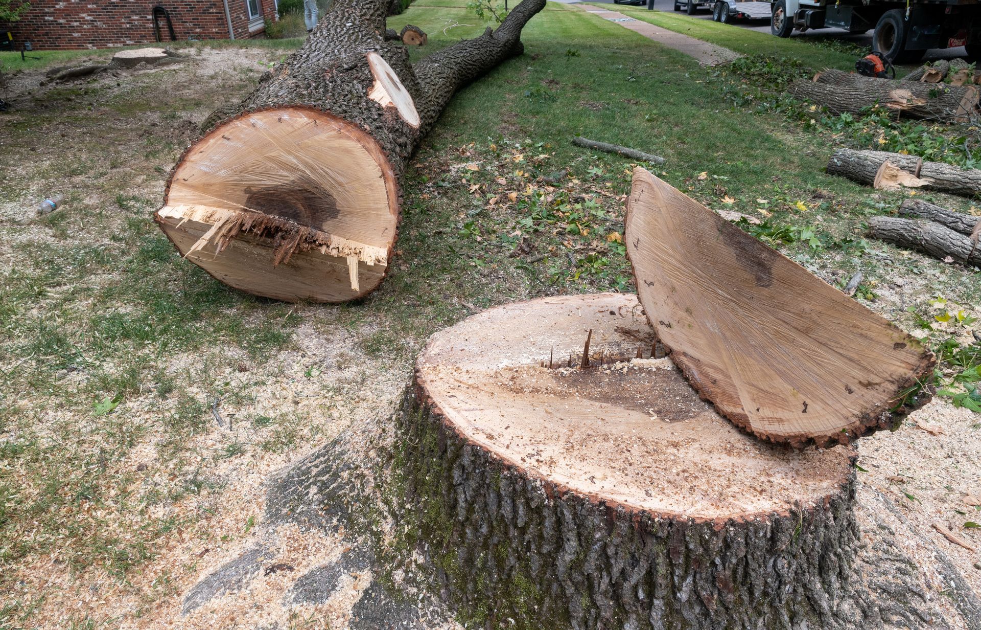 Cut tree trunk and branches on grassy lawn, sawdust present.