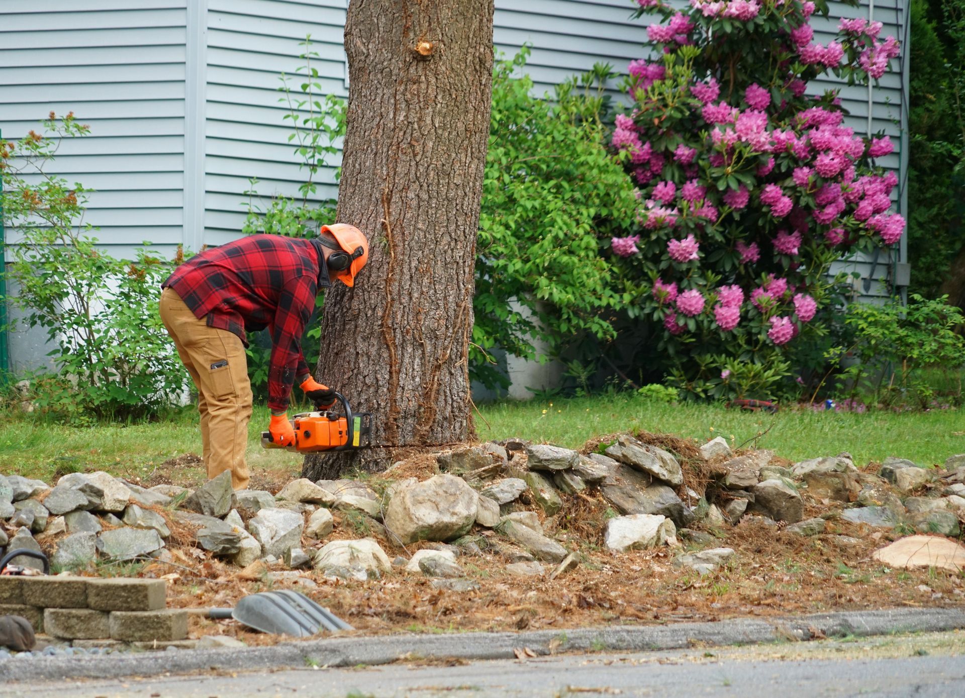 Person wearing safety gear using a chainsaw to cut a tree in a yard.