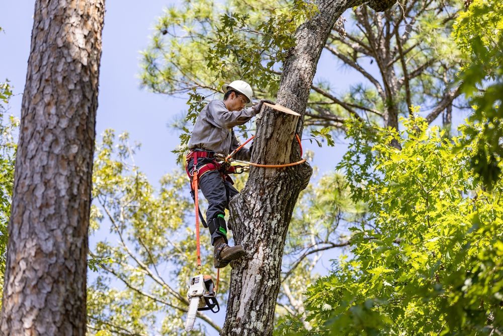 Arborist using a chainsaw to trim a tree branch, wearing safety gear and climbing harness.