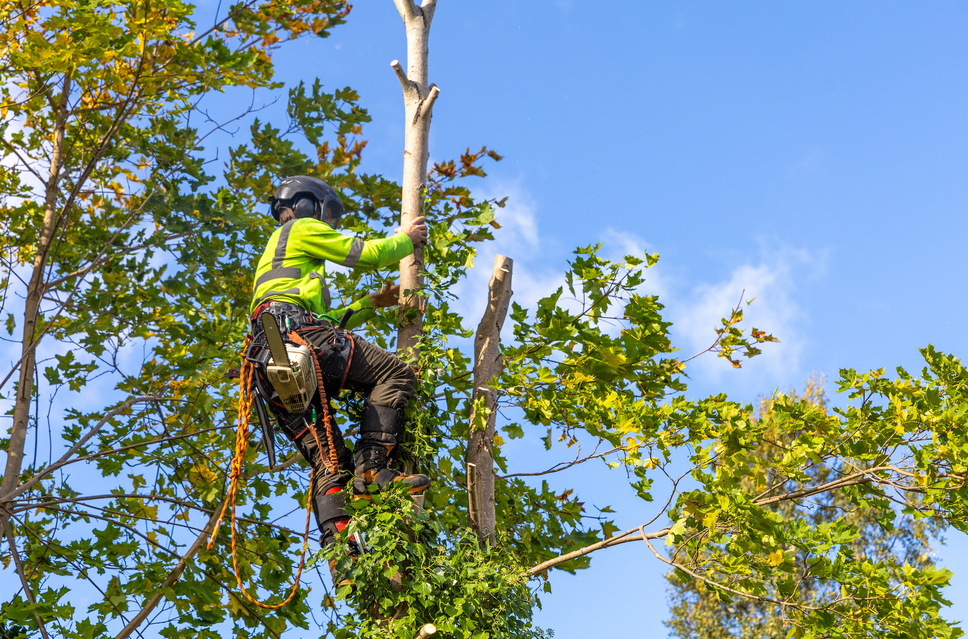 A man is climbing a tree with a chainsaw.
