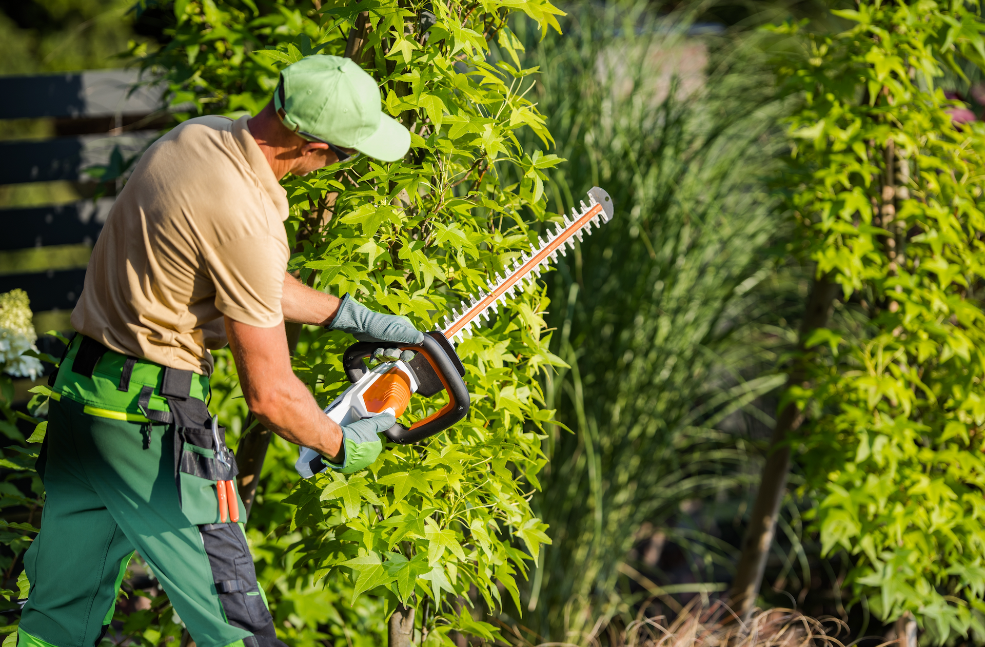 A man is cutting a hedge with a hedge trimmer.