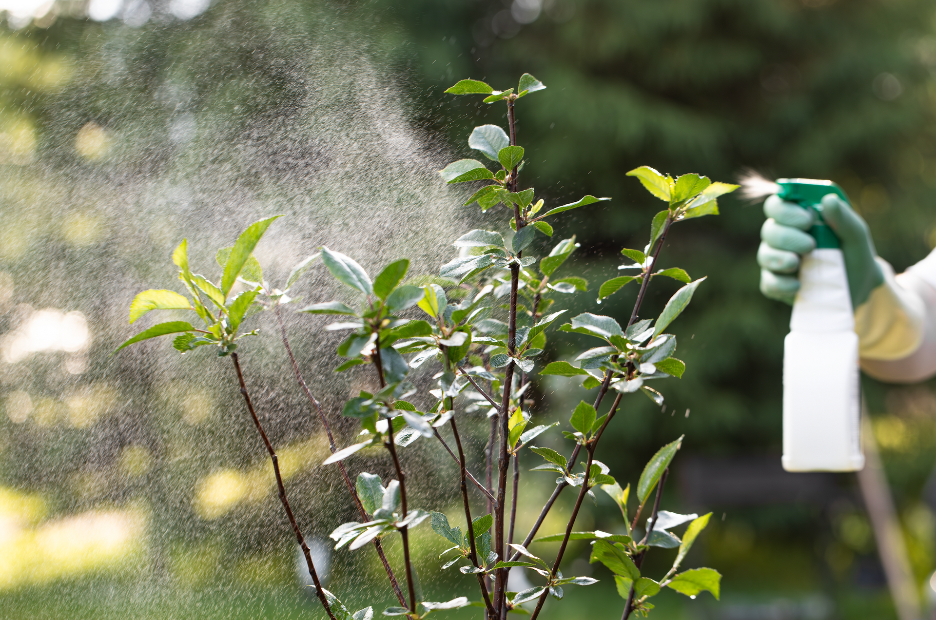 A person is spraying a plant with a spray bottle.