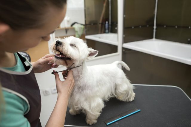 Pet Bathing Charlottesville Va Pantops Pet Salonn Pet Bathing Charlottesville Va Pantops Pet Salonn