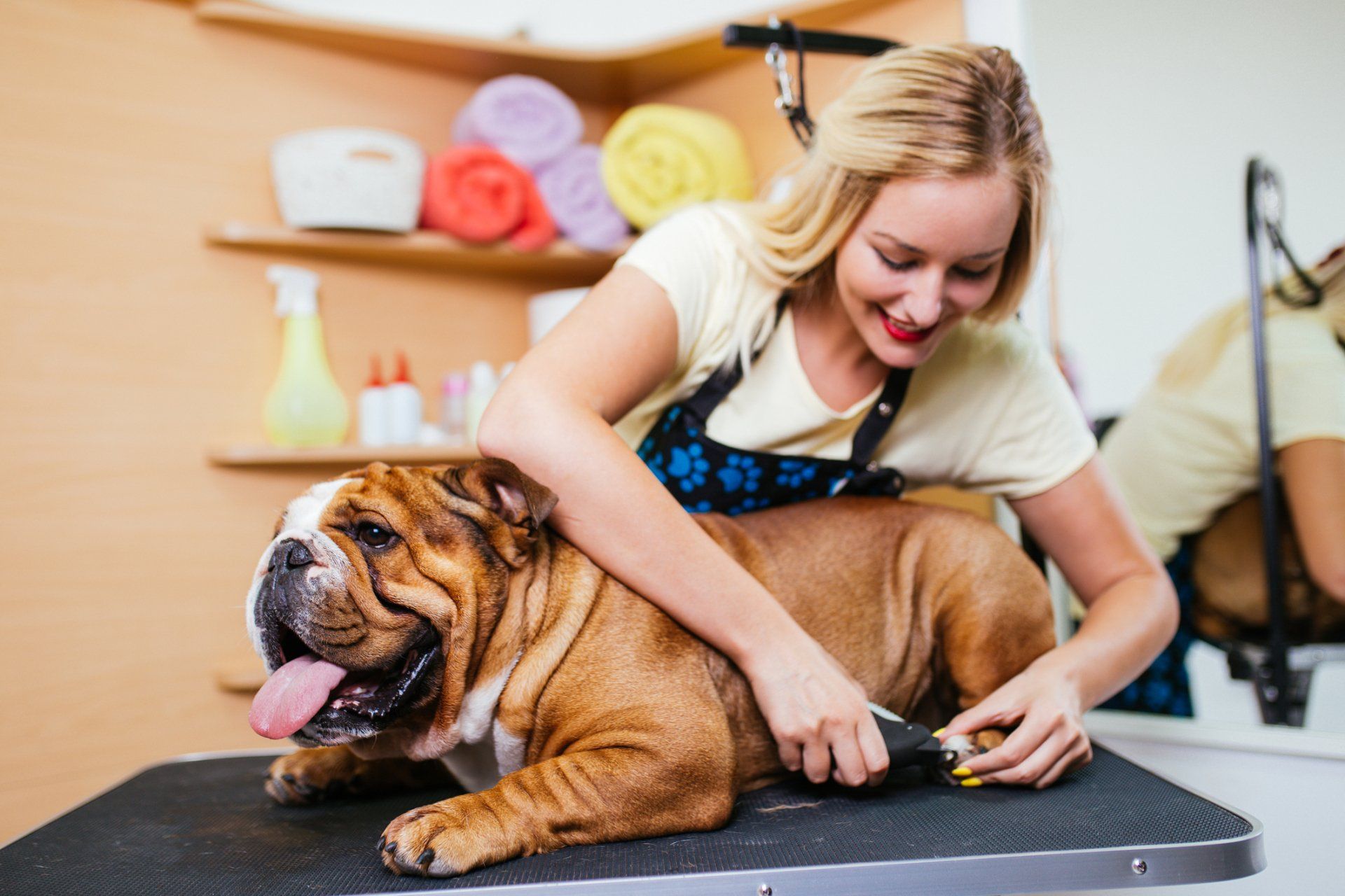 Dog Grooming Service - Charlottesville, VA - Pantops Pet Salon