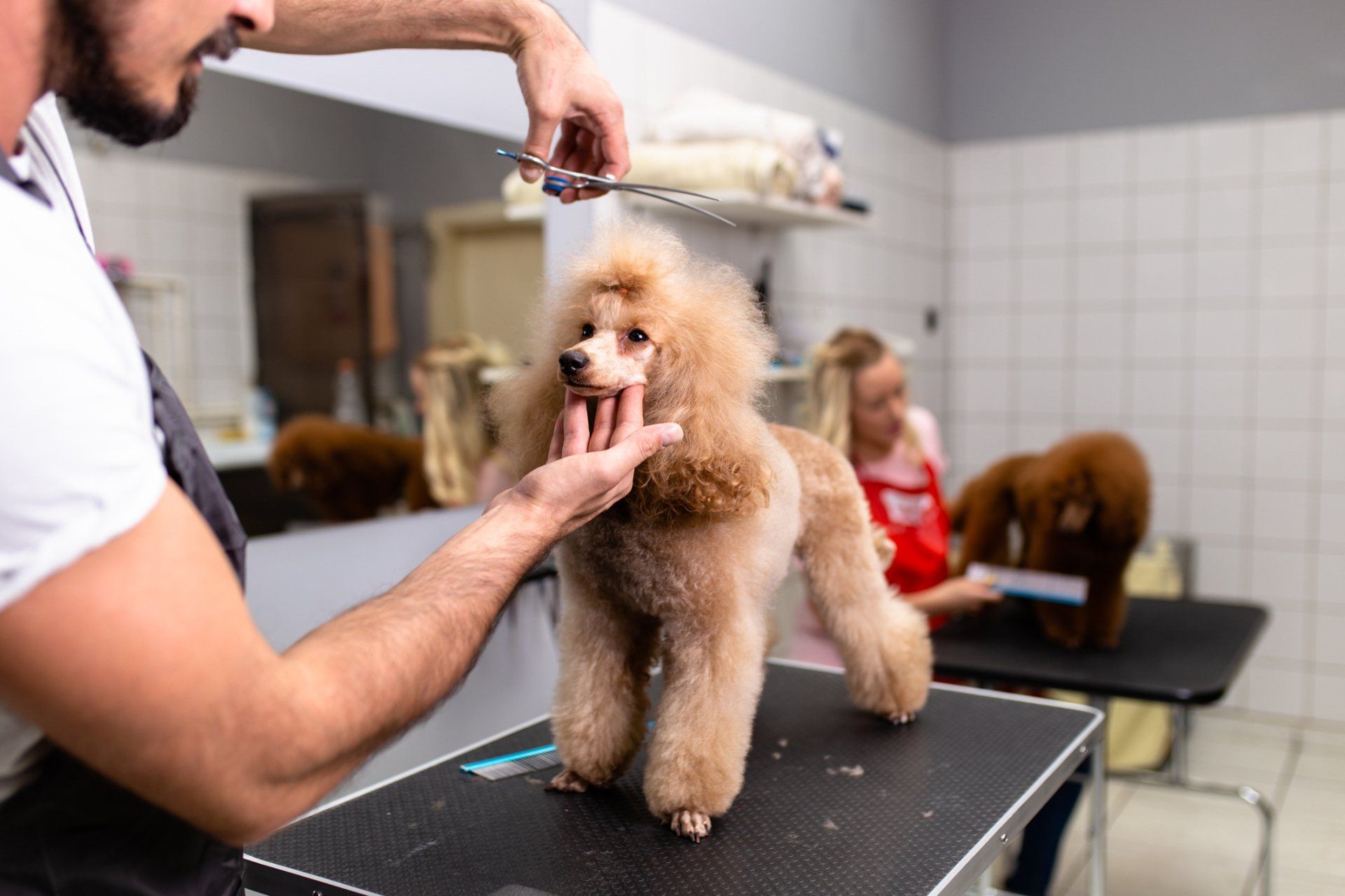 Dog Grooming Service - Charlottesville, VA - Pantops Pet Salon