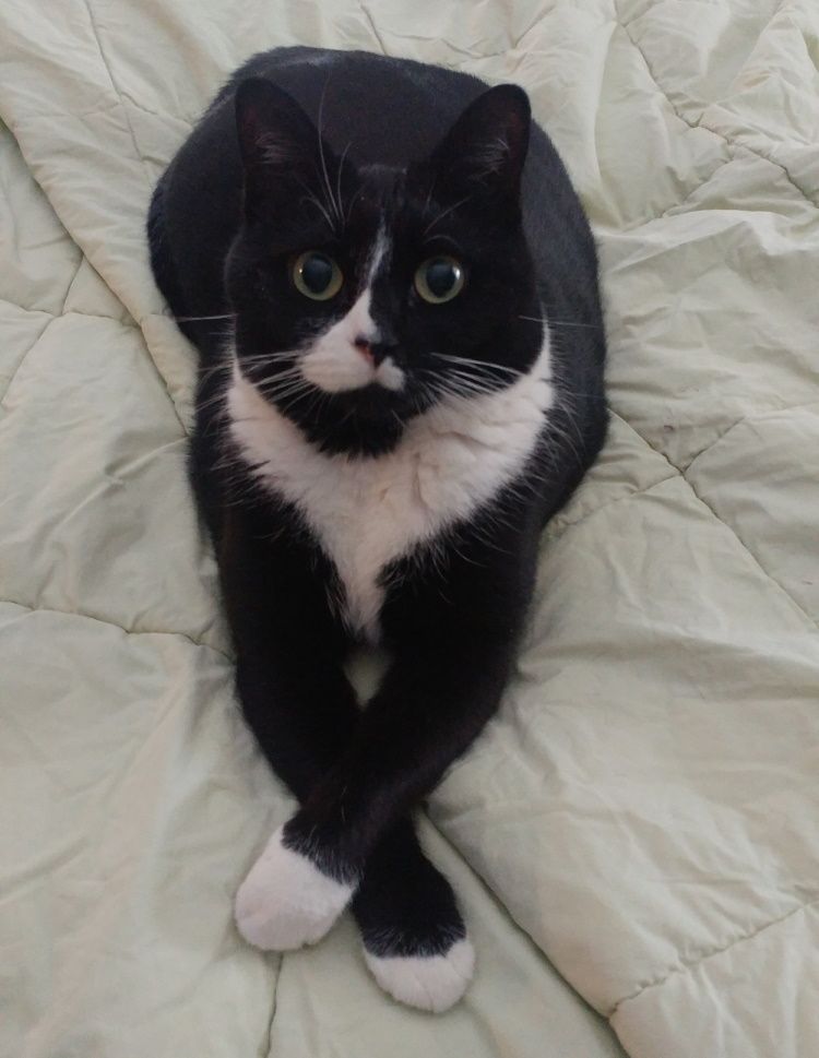 A black and white cat is laying on a bed with its legs crossed.