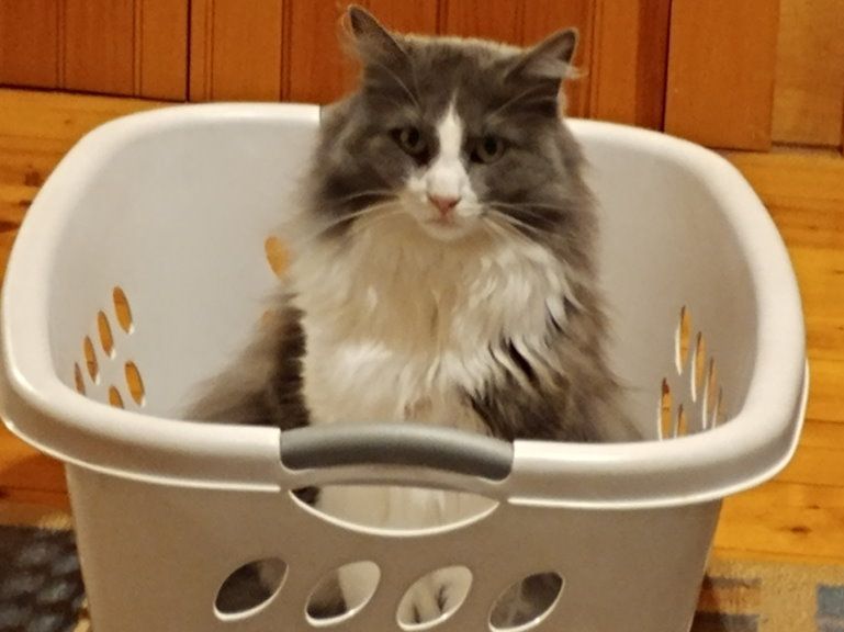 A gray and white cat is sitting in a laundry basket