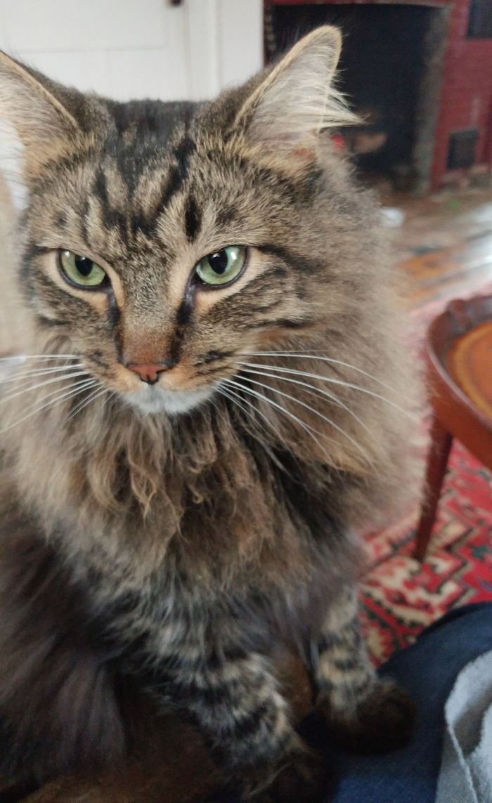 A fluffy cat is sitting on a person 's lap and looking at the camera.