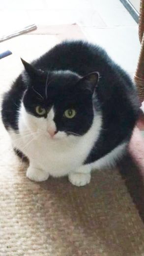 A black and white cat is sitting on the floor looking at the camera.