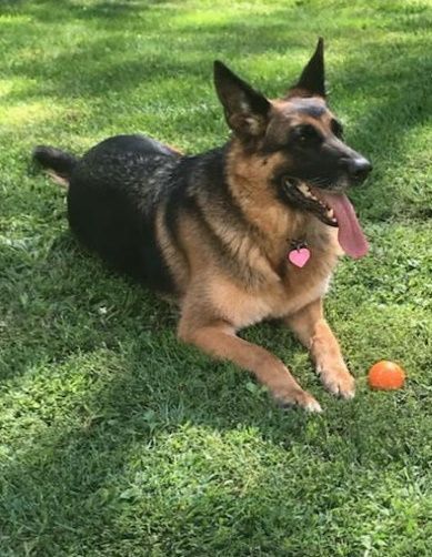 A german shepherd dog is laying in the grass next to an orange ball.