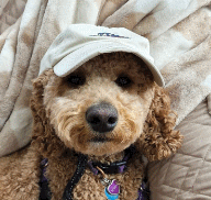 A small brown dog wearing a hat is laying on a bed.