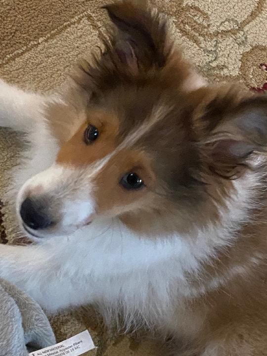 A brown and white shetland sheepdog puppy is laying on the floor looking at the camera.