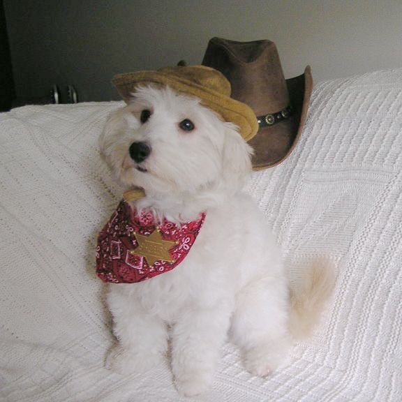 A small white dog wearing a cowboy hat and scarf