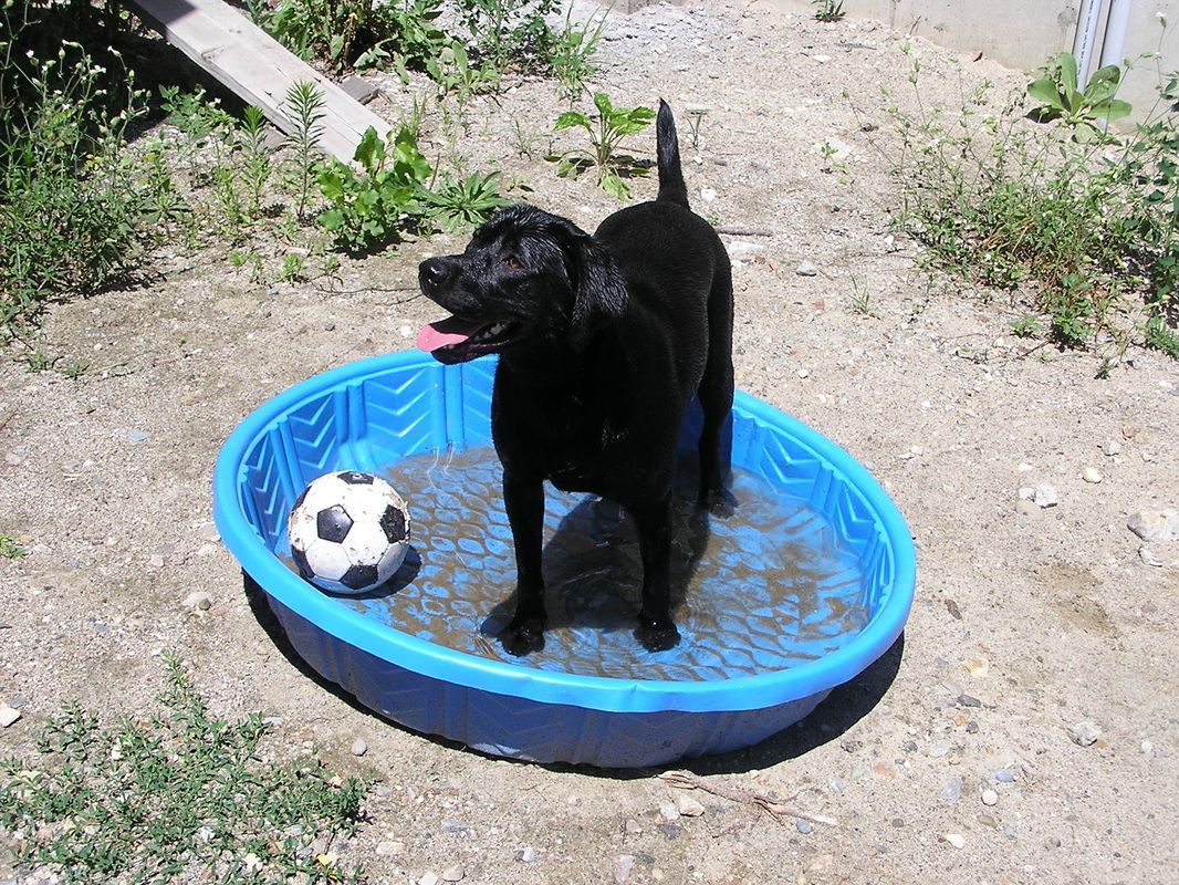A black dog is standing in a blue pool with a soccer ball