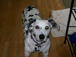 A dalmatian dog is standing on a wooden floor and looking up at the camera.