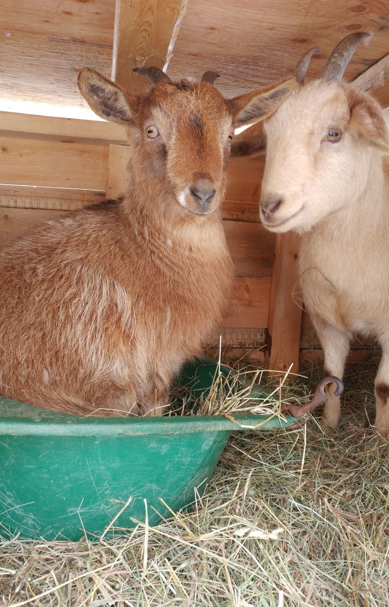 Two goats are sitting next to each other in a shed.