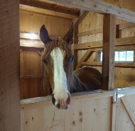 A brown and white horse is looking out of a wooden stable.