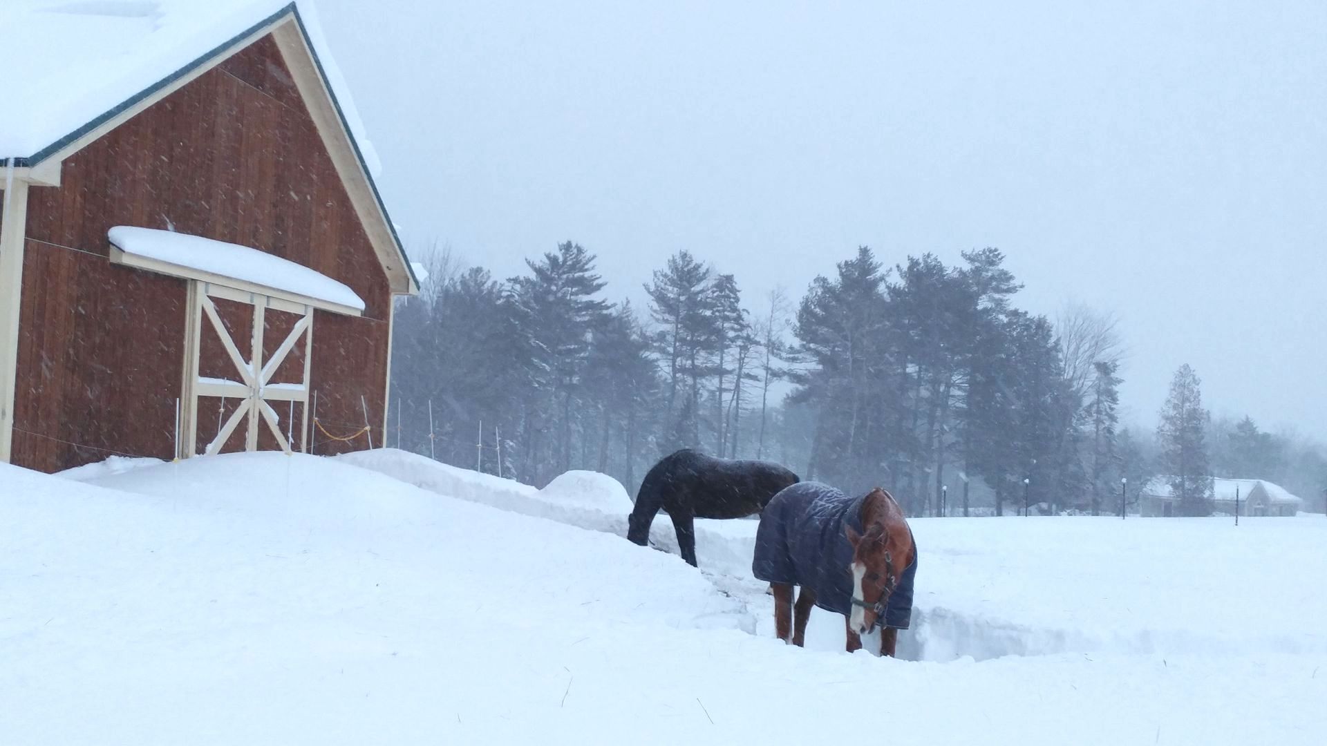 Three horses are grazing in the snow in front of a barn.